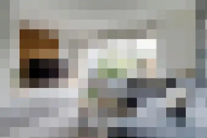 Stier 12 Elst thumbnail 6