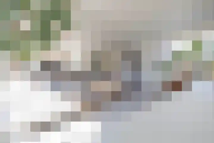 Stoomvaart 13 Arnhem thumbnail 11