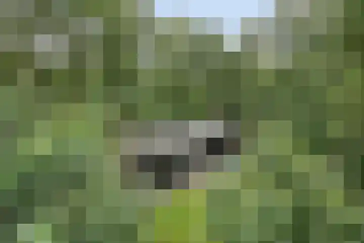 Stormbos 14 Zorgvlied thumbnail 30