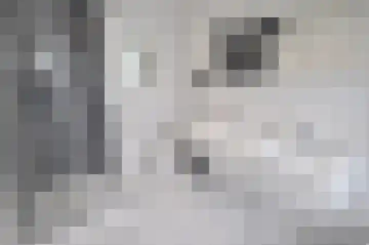 Stormvogel 16 Zoutelande thumbnail 30