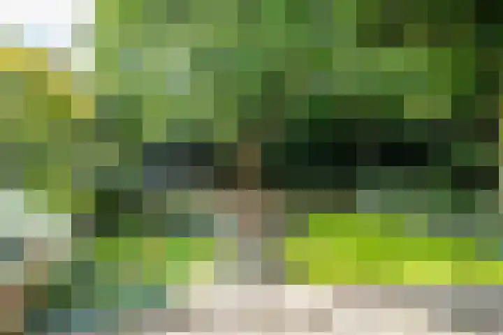 Strobloem 8 Leiden thumbnail 10
