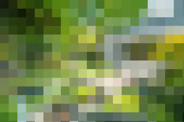 Strobloem 8 Leiden thumbnail 11