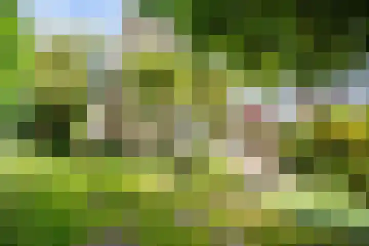 Strobloem 8 Leiden thumbnail 14
