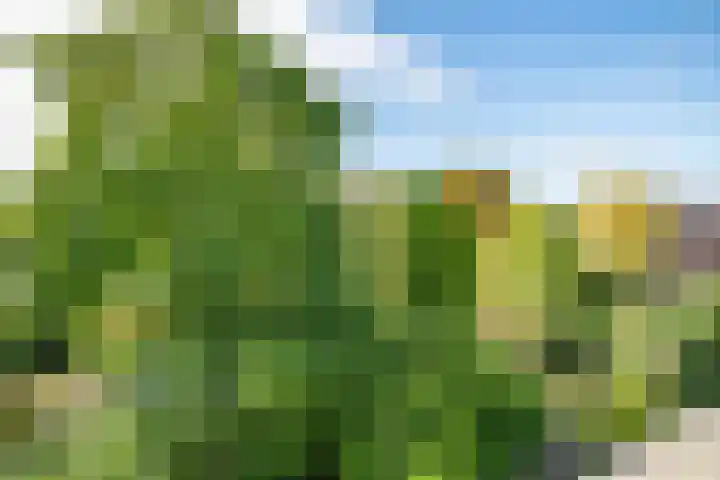 Strobloem 8 Leiden thumbnail 39