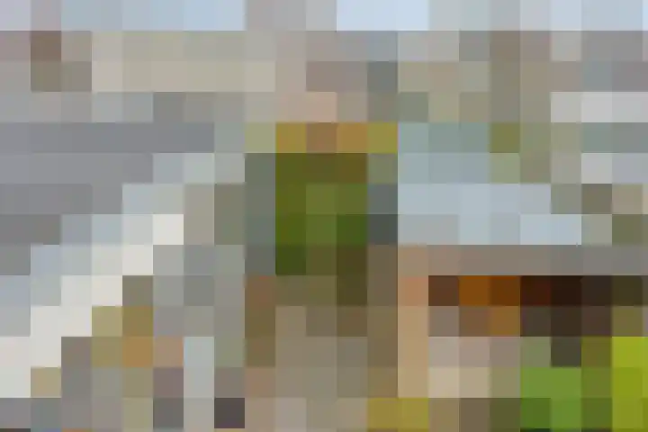 Strohuls 16 Asten thumbnail 31