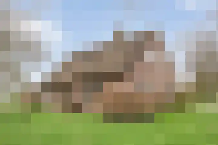 Stroovledder 11 a Dwingeloo thumbnail 49