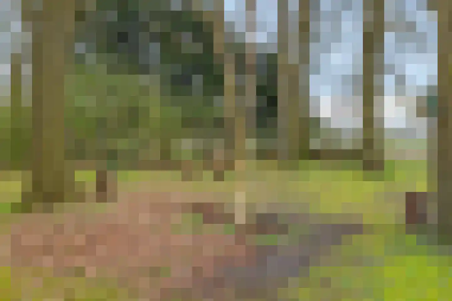 Stroovledder 9 Dwingeloo thumbnail 38