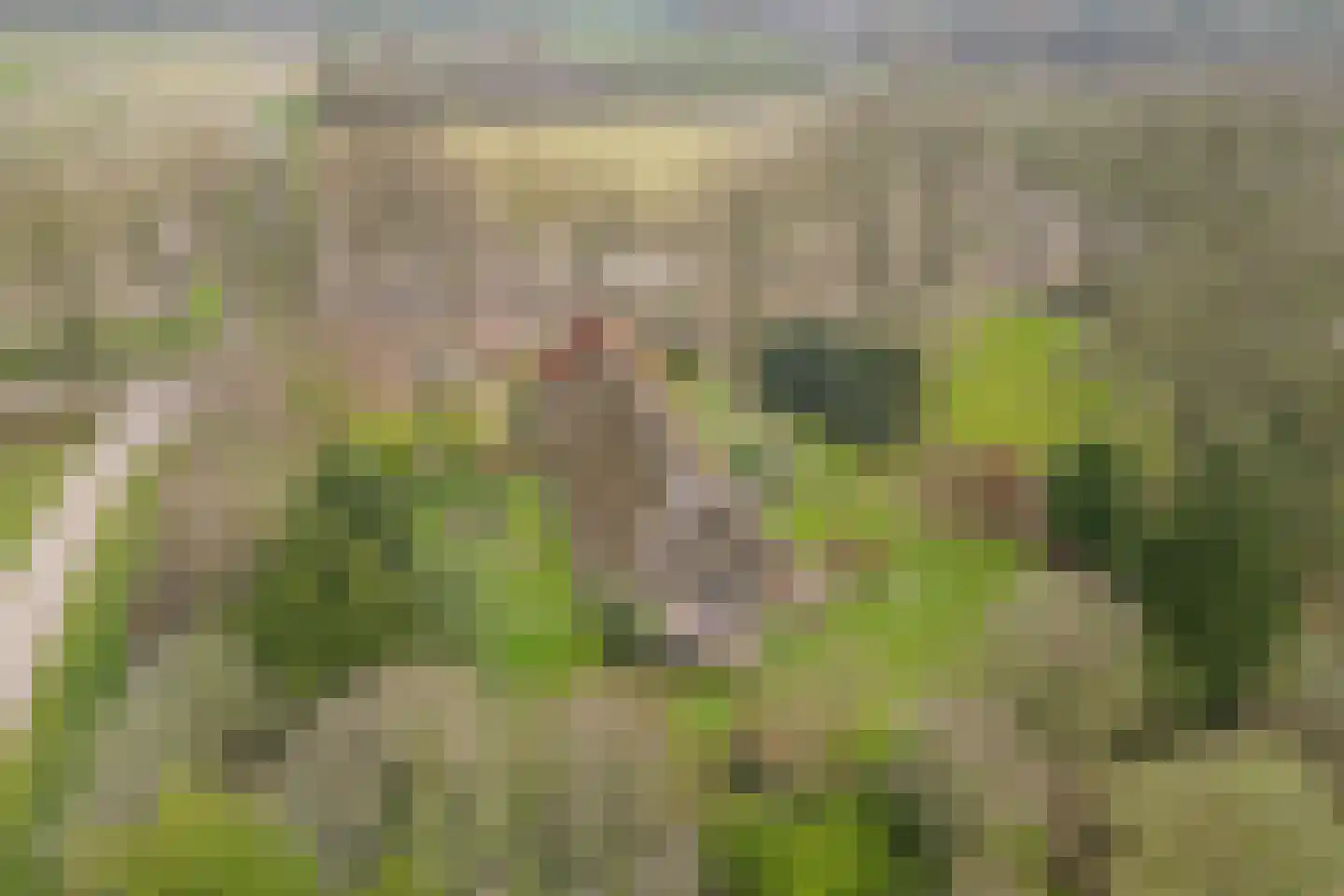 Stroovledder 9 Dwingeloo thumbnail 48