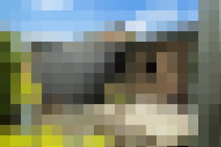 Struikakkers 13 Ermelo thumbnail 51
