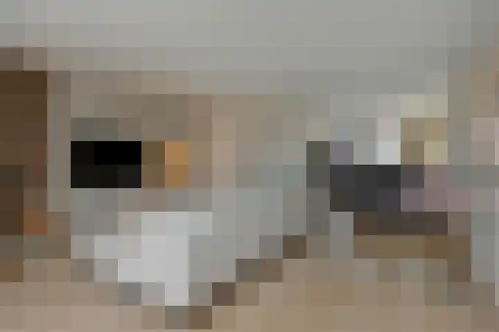 Struikheide 25 Deurne foto 2