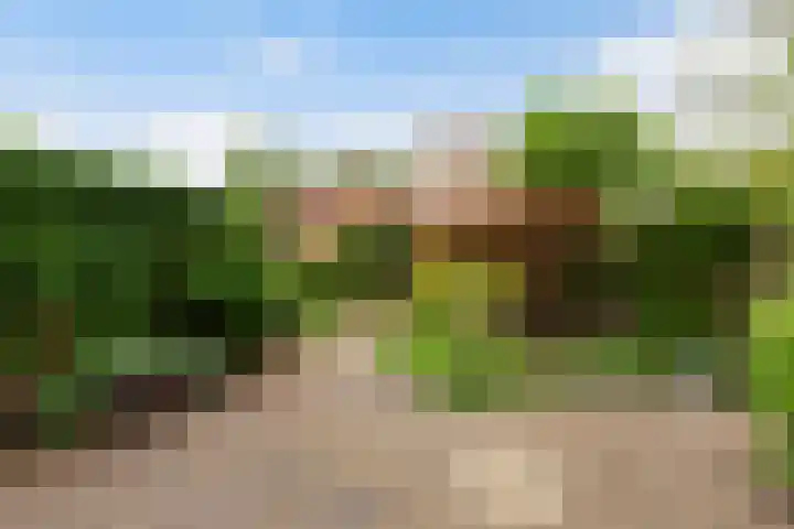 Struisgras 3 Gouda foto 2