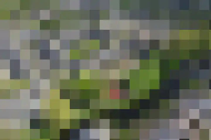 Struisgras 3 Gouda thumbnail 47