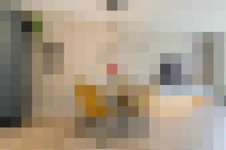 Stuw 4 Doesburg thumbnail 16