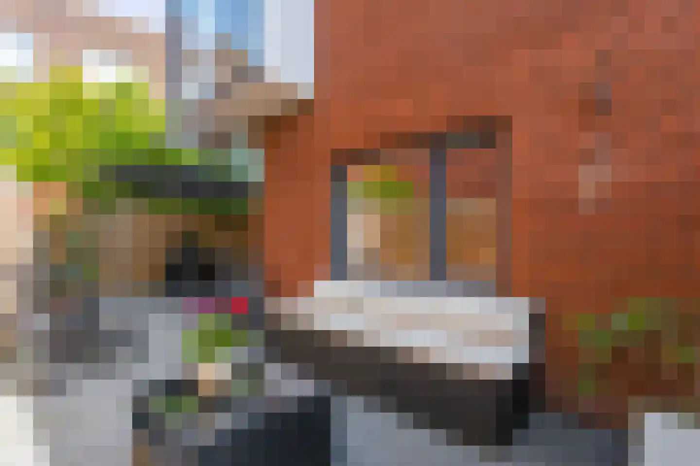 Suikerpeerpad 3 Amsterdam thumbnail 32