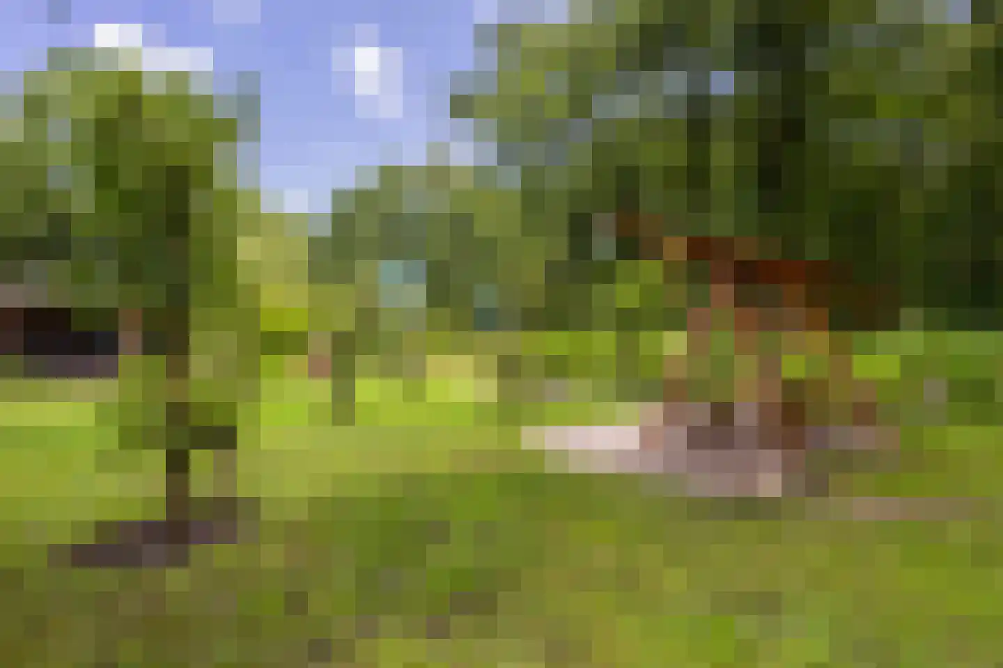 Sumatra 21 Purmerend thumbnail 17