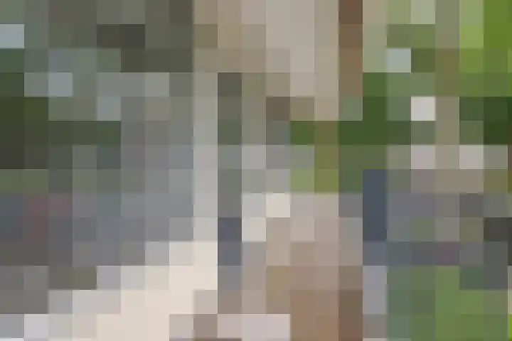 Swadenburg 2 Gouda thumbnail 16
