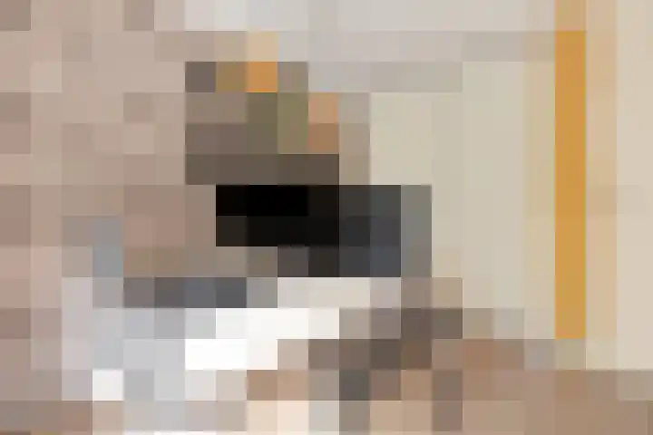 Sweelinck 11 Monster thumbnail 30