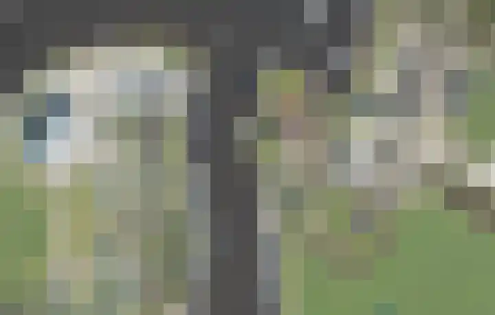 Sweilandpolder 16 l Warmond thumbnail 6