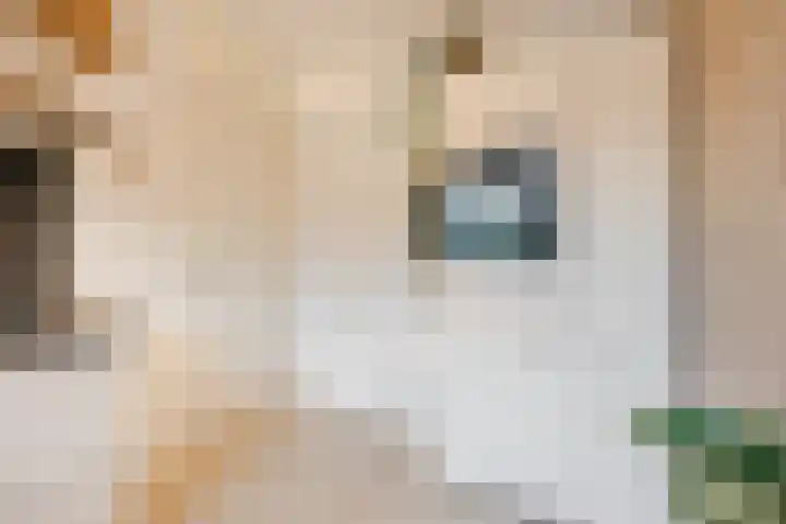 't Boveneindje 37 Made thumbnail 17