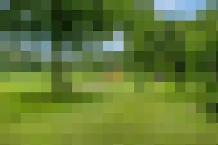 't Erf 13 Bemmel thumbnail 39