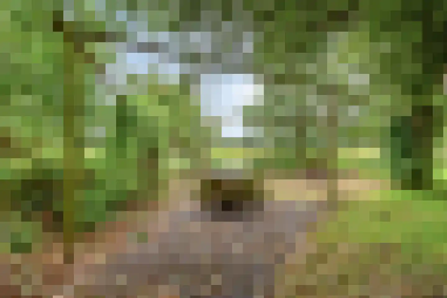 't Pad 13 Niebert thumbnail 55