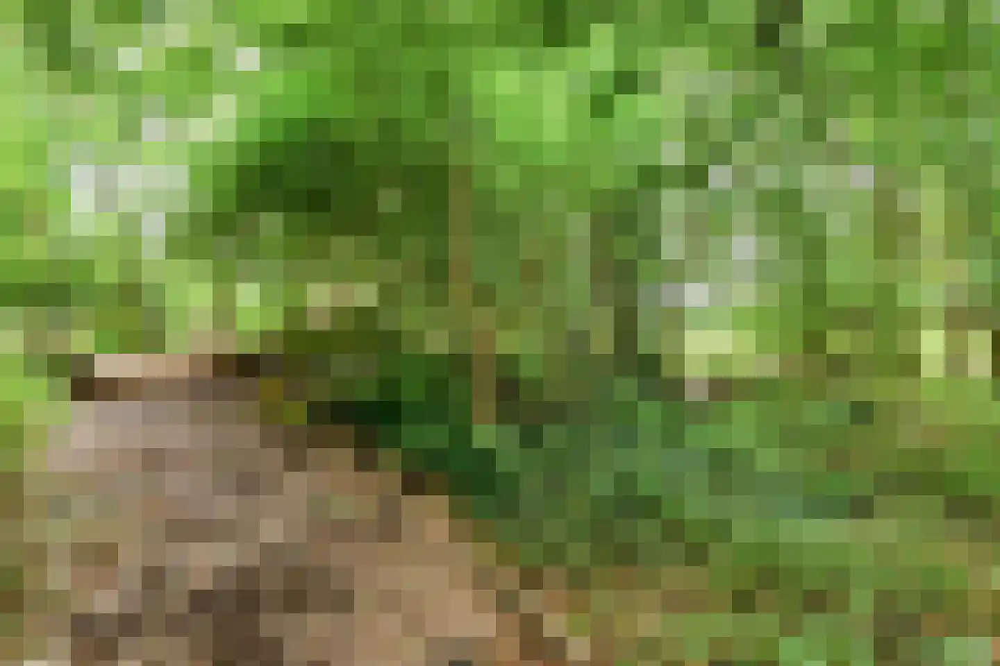 't Pad 13 Niebert thumbnail 61