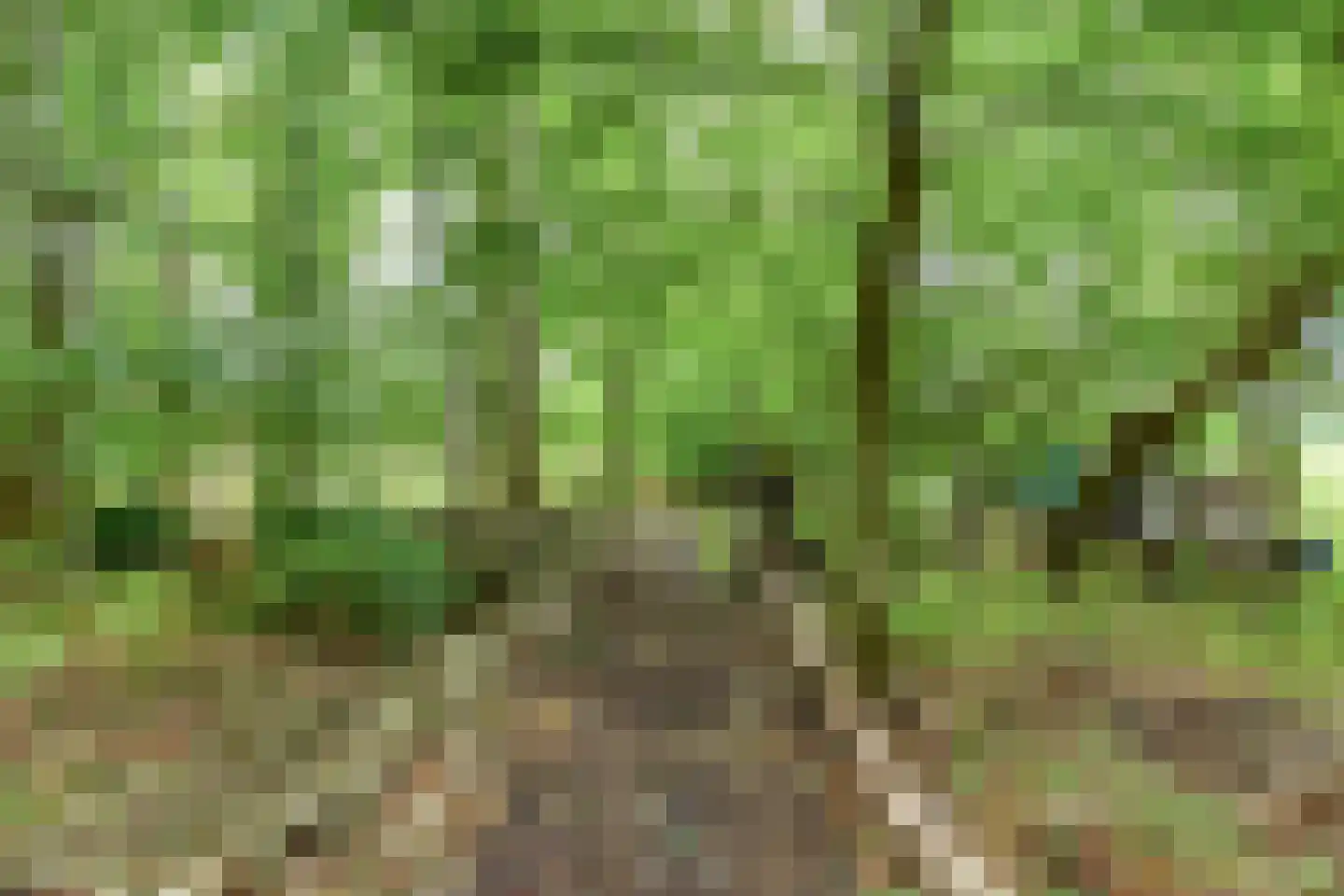 't Pad 13 Niebert thumbnail 62