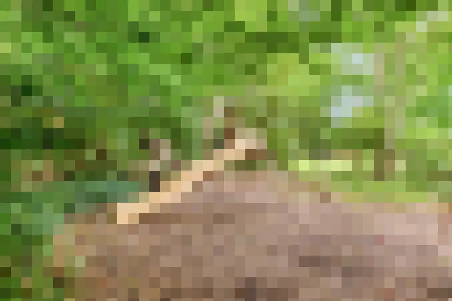 't Pad 13 Niebert thumbnail 63
