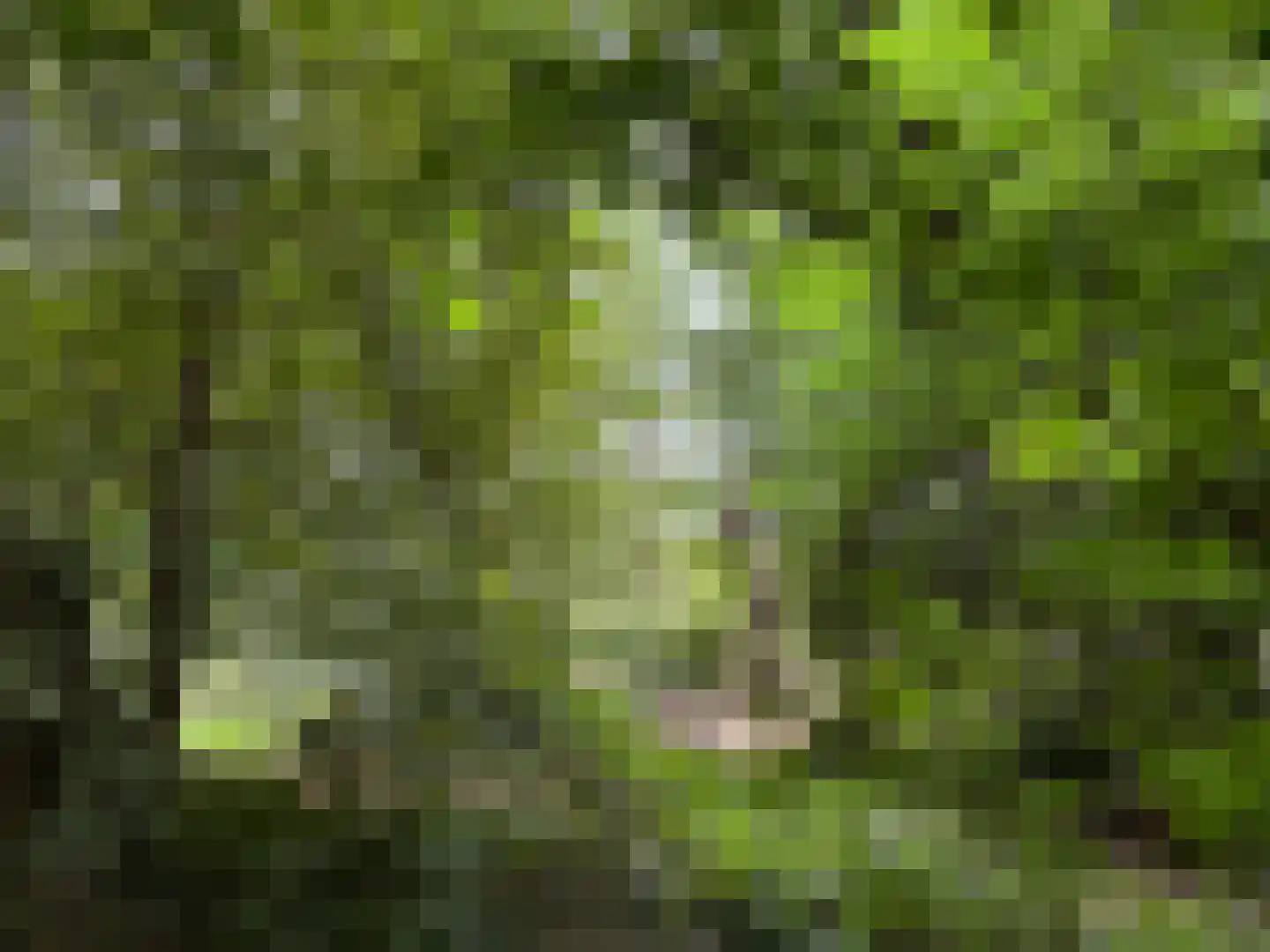 't Pad 13 Niebert thumbnail 84