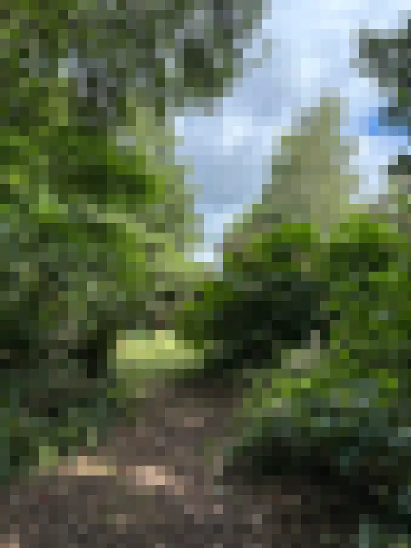 't Pad 13 Niebert thumbnail 86
