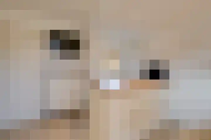 't Weike 7 Duiven thumbnail 27