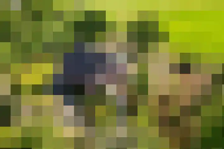 't Wit 1 a dans Eext