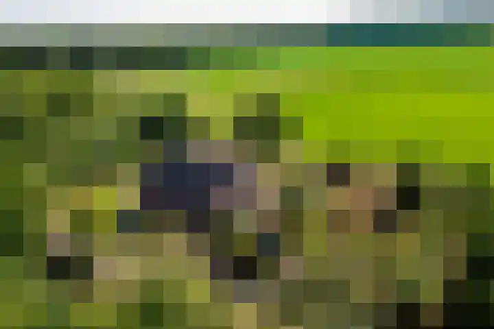 't Wit 1 a Eext thumbnail 47