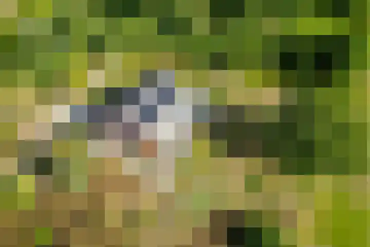 't Wit 1 a Eext thumbnail 52