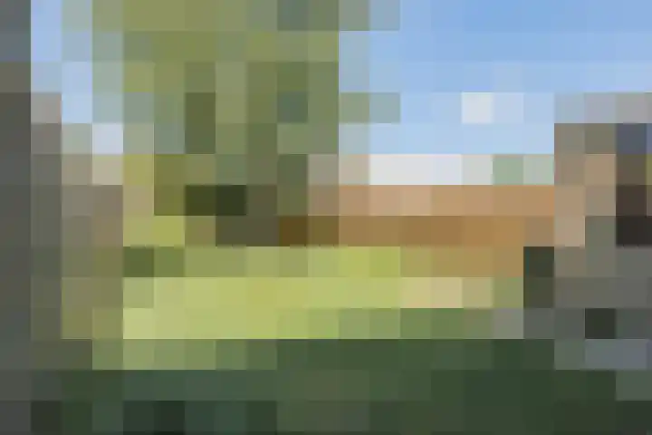 't Zuden 103 Leek thumbnail 14