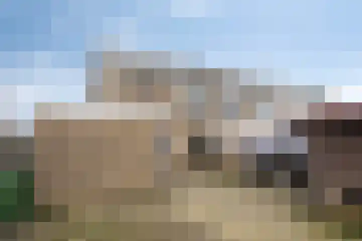 't Zuden 24 Leek thumbnail 28