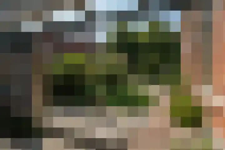Tanjabuurt 7 Achlum thumbnail 11
