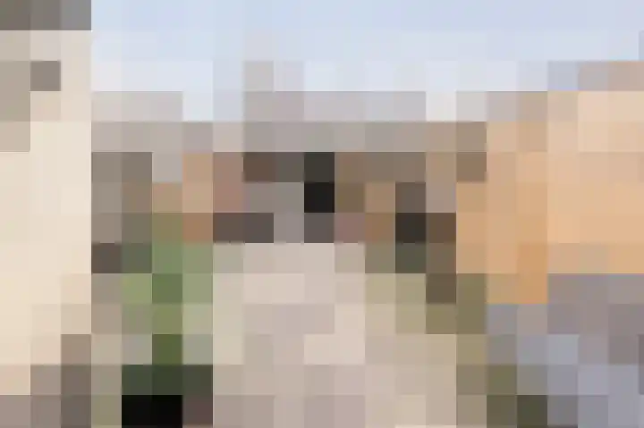 Tarweakker 12 Barneveld thumbnail 34