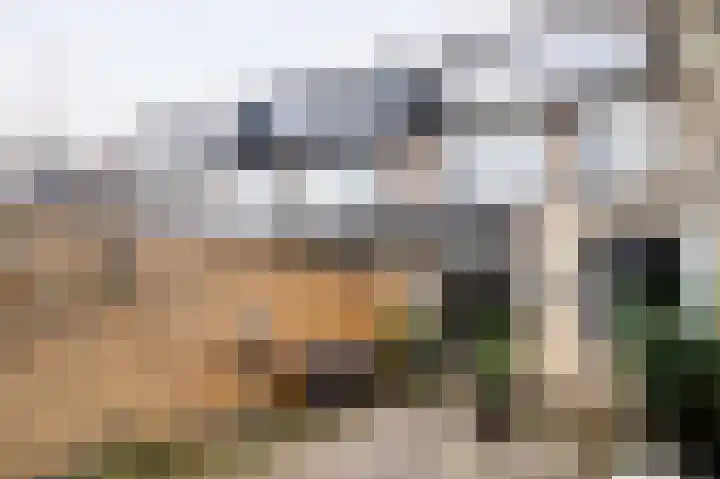 Tarweakker 12 Barneveld thumbnail 37