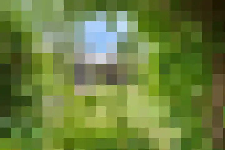 Tarweakker 18 's-Hertogenbosch thumbnail 26