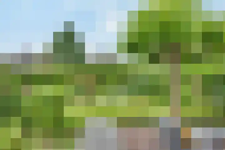 Tarweakker 20 's-Hertogenbosch thumbnail 31