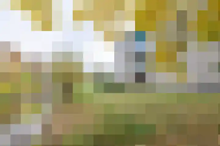 Tarweakker 26 Barneveld thumbnail 35