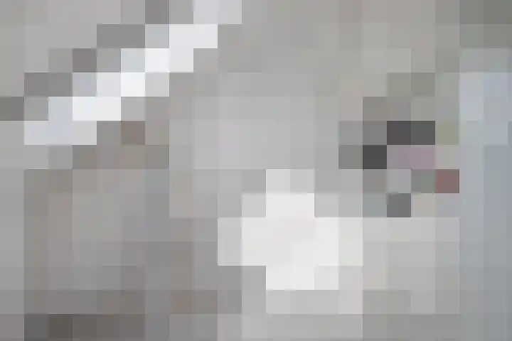 Tarweakker 29 Heino thumbnail 29