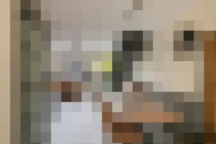 Tarweakker 31 Heino thumbnail 4