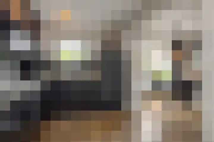 Tarweakker 7 Nuland thumbnail 10