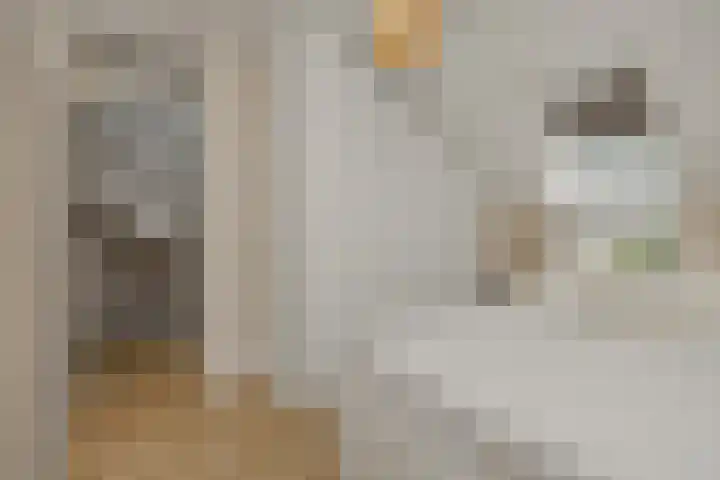 Tarweakker 7 Nuland thumbnail 20