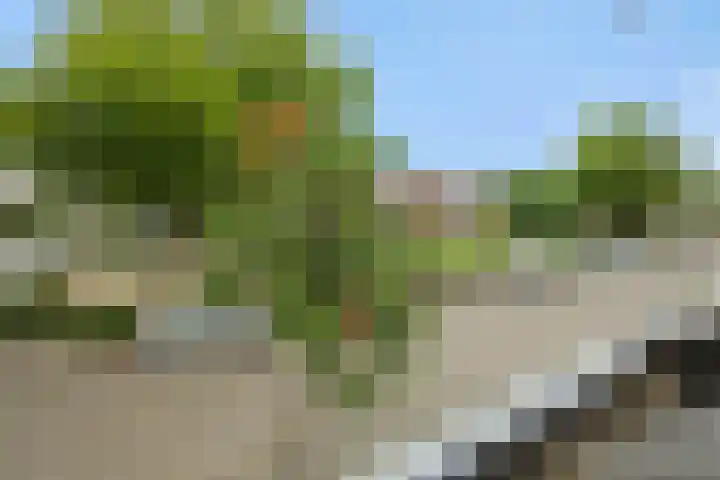 Tarweakker 7 Nuland thumbnail 24