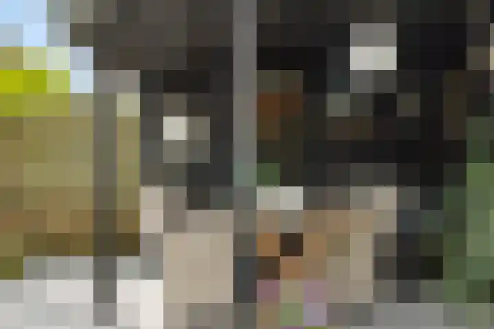 Tarweakker 7 Nuland thumbnail 32