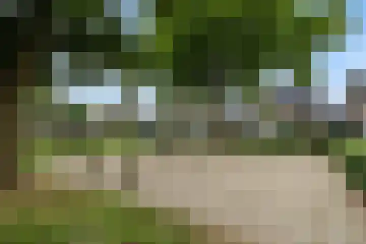 Tarweakker 7 Nuland thumbnail 34