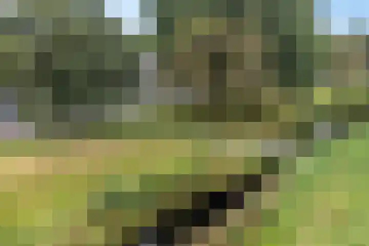 Tarwehullen 8 Assen thumbnail 33